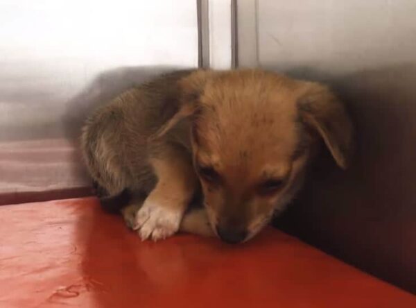 Puppy’s Heartbreaking Gesture to Rescuers Will Leave You in Tears-1