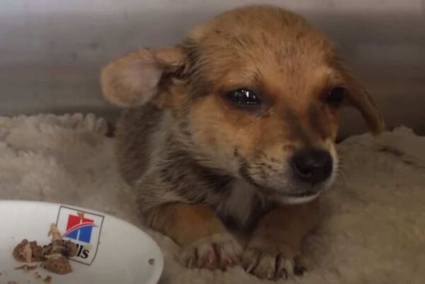 Puppy’s Heartbreaking Gesture to Rescuers Will Leave You in Tears-1