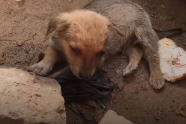 Puppy’s Heartbreaking Gesture to Rescuers Will Leave You in Tears-1