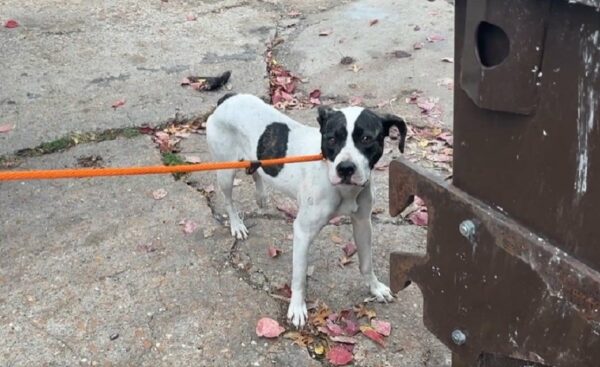 Rescued Dog's Heartbreaking Eyes Will Leave You Speechless-1