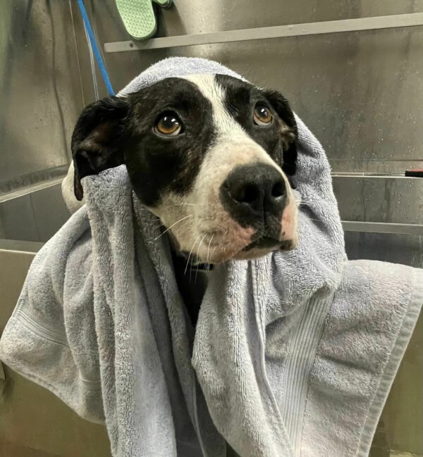 Rescued Dog's Heartbreaking Eyes Will Leave You Speechless-1