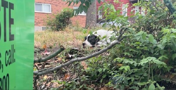 Rescued Dog's Heartbreaking Eyes Will Leave You Speechless-1