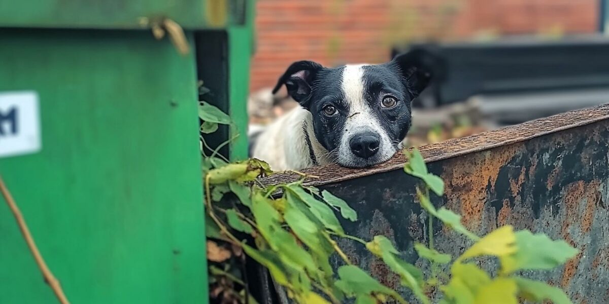 Rescued Dog's Heartbreaking Eyes Will Leave You Speechless