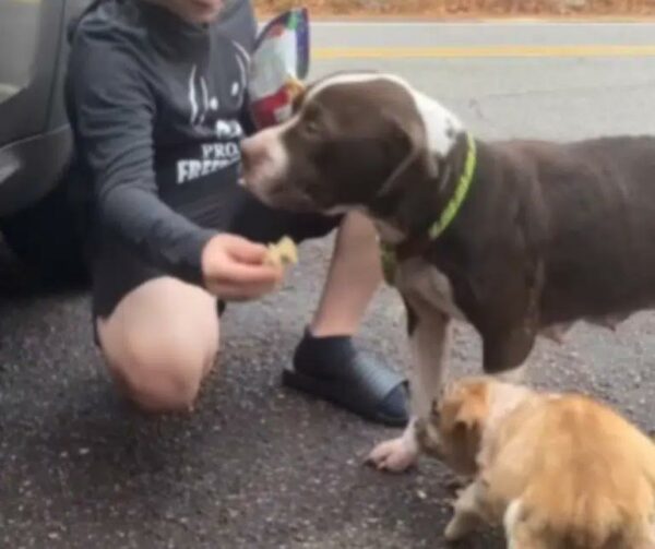 Rescued in the Nick of Time: Abandoned Mama Dog's Heartfelt Reunion with Her Puppy-1