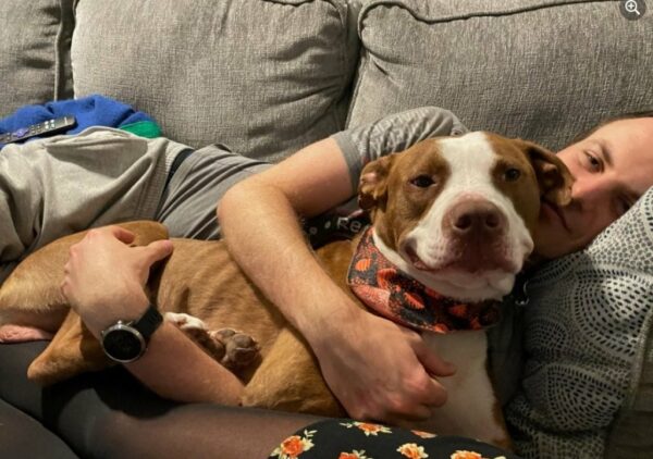 Rescued Pittie’s Joyful Transformation Will Melt Your Heart!-1