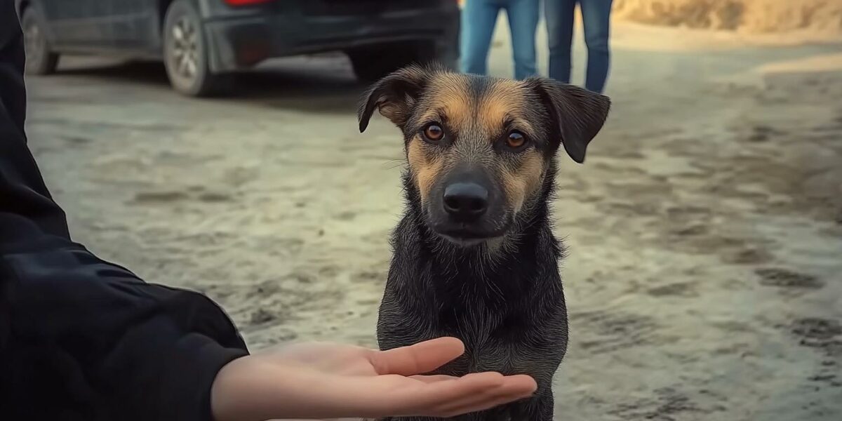 Rescuer Faces Unexpected Twist That Changes This Pup's Life Forever