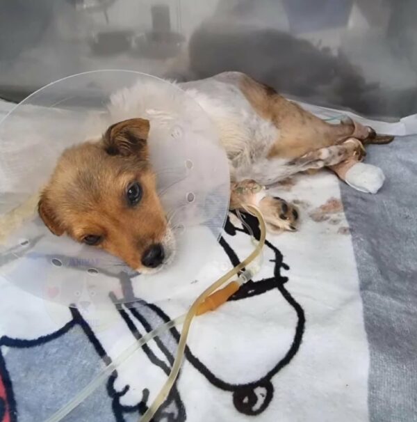 Rescuers Couldn’t Believe Their Eyes When They Discovered This Dog’s Condition-1