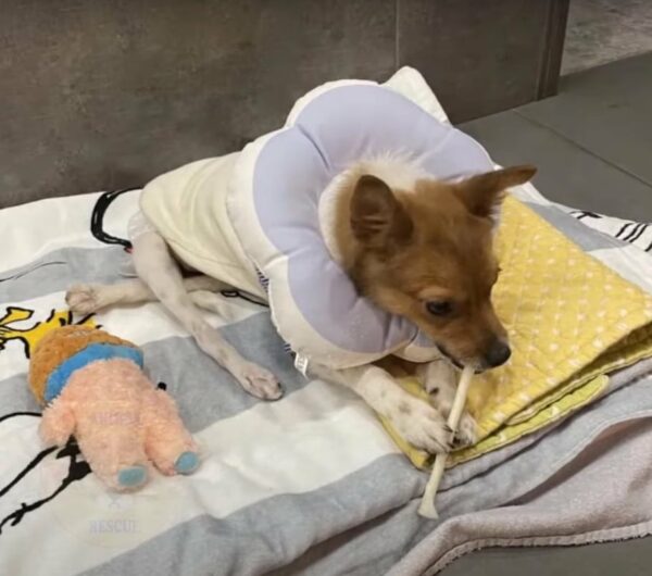 Rescuers Couldn’t Believe Their Eyes When They Discovered This Dog’s Condition-1