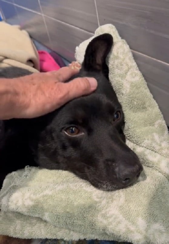 Rescuer's Heart Races After Discovering Lifeless Pup Has a Pulse!-1