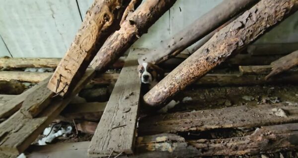 Rescuer's Heart Stops When He Discovers Unexpected Surprise in Abandoned Stairwell-1