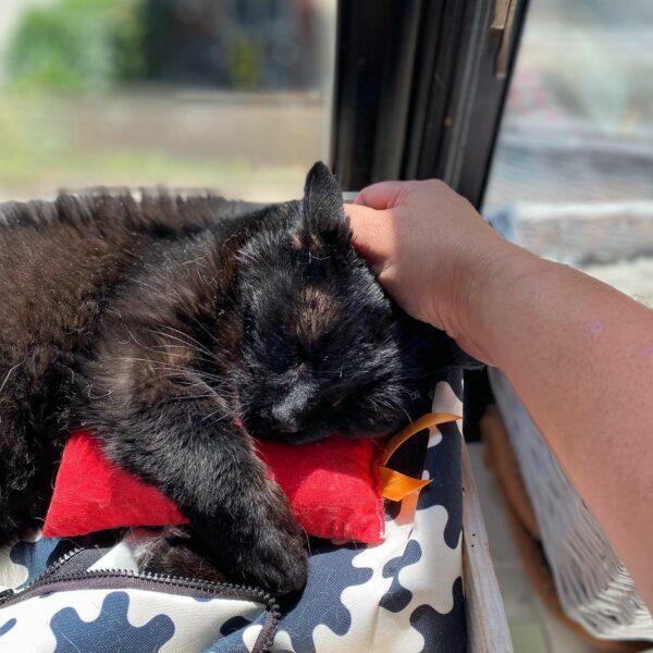 Senior Cat's Touching Transformation: From 'Unwanted' to Clinic Hero-1