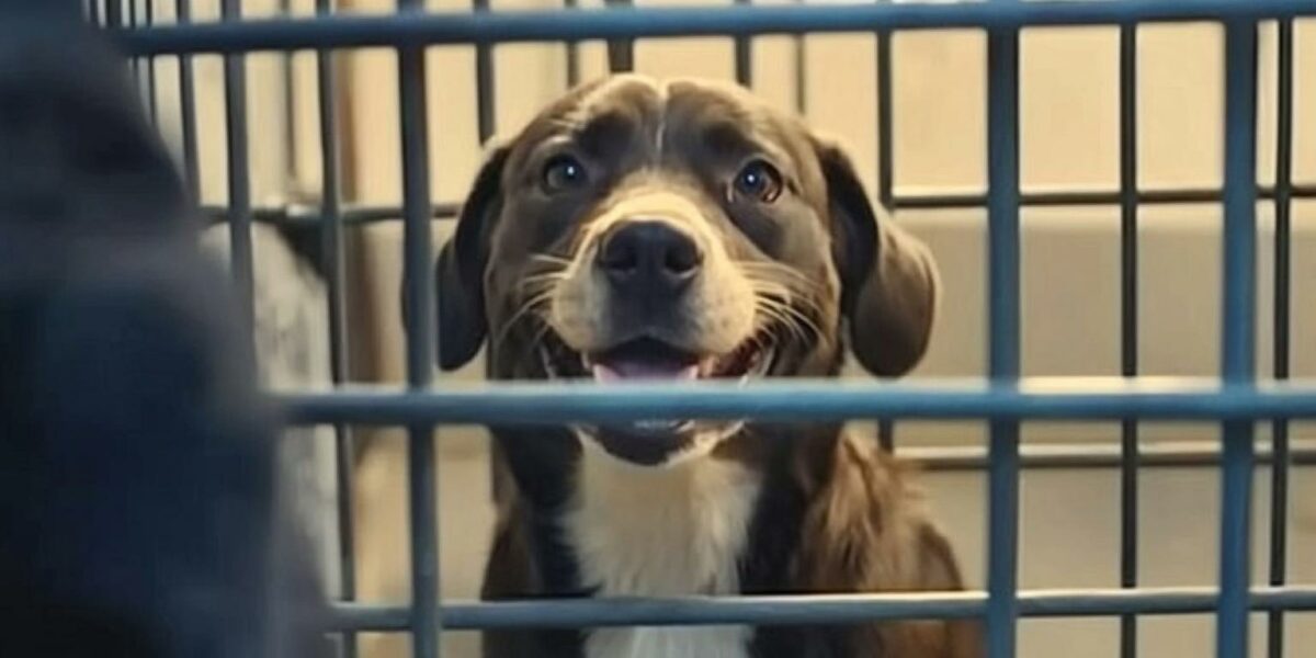 Shelter Dog’s Unbelievable Reaction to Finally Finding a Forever Home Will Make You Tear Up