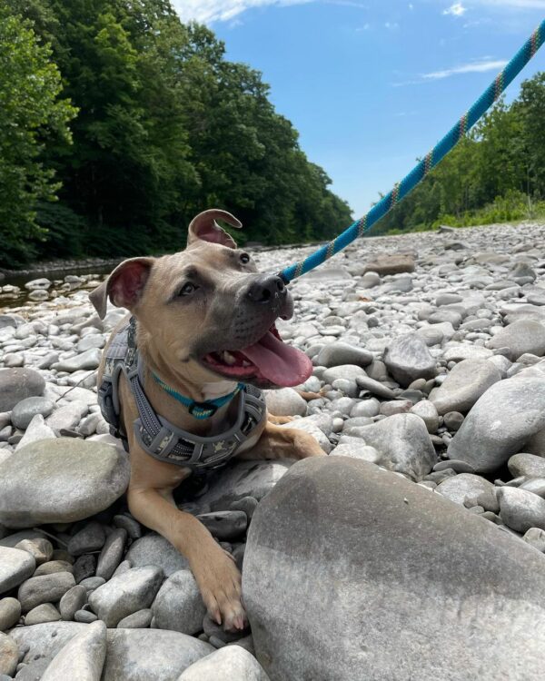 The Heartfelt Secret This Adopted Pitbull Hid From His New Family-1