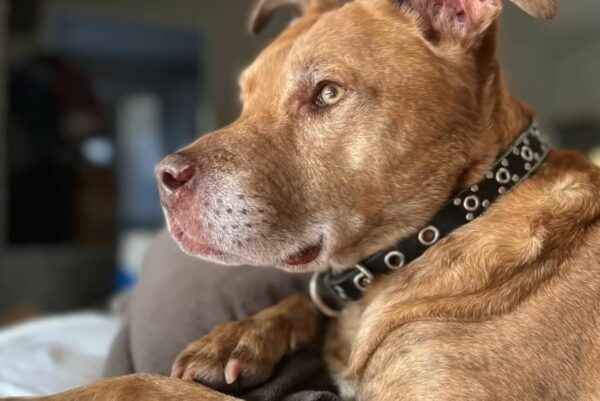 The Heartfelt Secret This Senior Dog Held Changed Her Life Forever-1