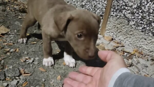 The Tearful Journey of a Puppy Desperate for a Loving Hand-1