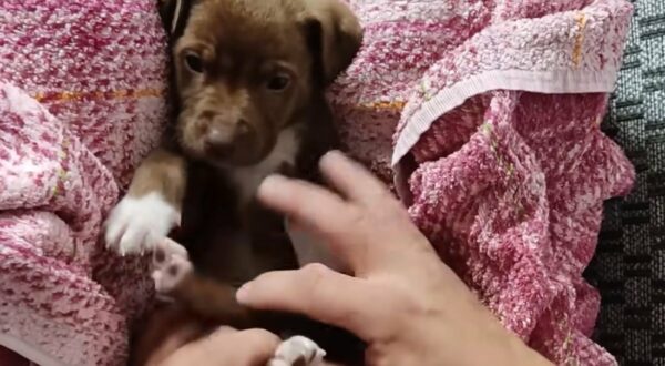 The Tearful Journey of a Puppy Desperate for a Loving Hand-1