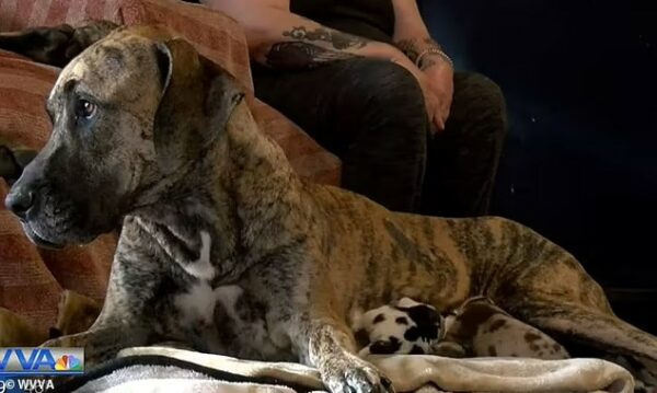 The Unbelievable Journey of a Virginia Great Dane Mama: 21 Puppies in 27 Hours!-1