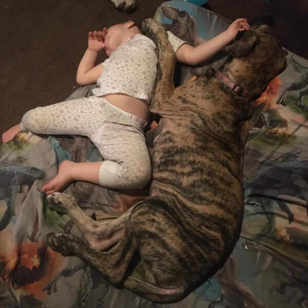 The Unbelievable Journey of a Virginia Great Dane Mama: 21 Puppies in 27 Hours!-1