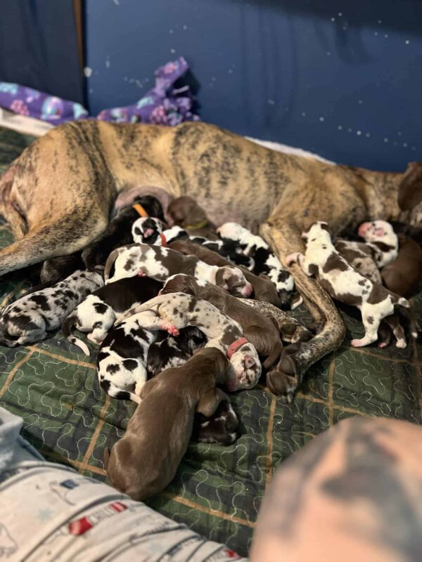 The Unbelievable Journey of a Virginia Great Dane Mama: 21 Puppies in 27 Hours!-1