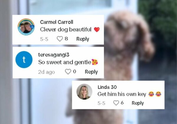 This Dog's Unbelievable Door-Knocking Trick Will Melt Your Heart-1