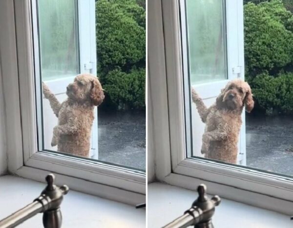 This Dog's Unbelievable Door-Knocking Trick Will Melt Your Heart-1