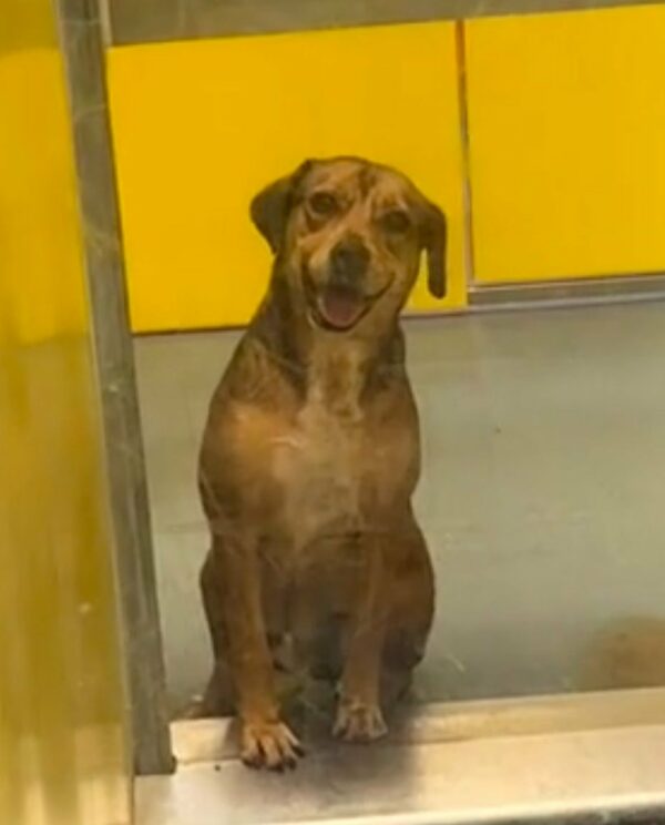 This Lonely Pup's 420-Day Shelter Journey Will Tug at Your Heartstrings-1