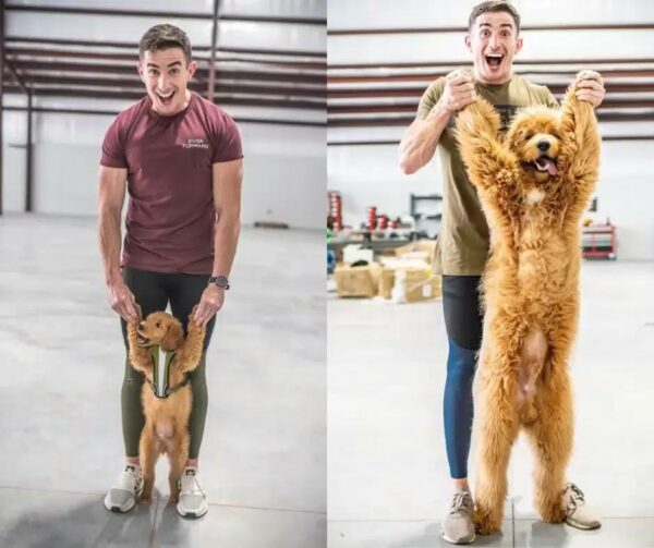 This Man's Unbelievable Gesture for His Dog Will Leave You in Tears-1