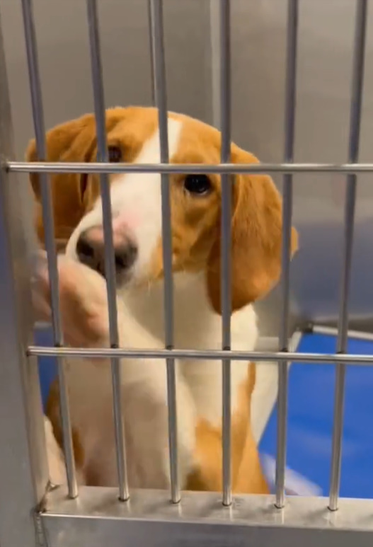 This Pup's Heartbreaking Journey Will Make You Want to Hug Your Pet Tighter-1