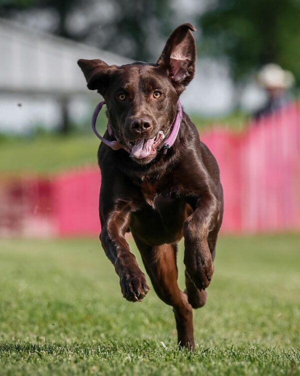 This Pup's Wild Journey Will Change How You See Dog Crates Forever-1