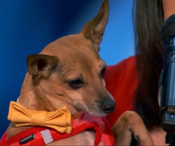 Tiny Dog's Unexpected Performance on National TV Will Leave You Speechless!-1