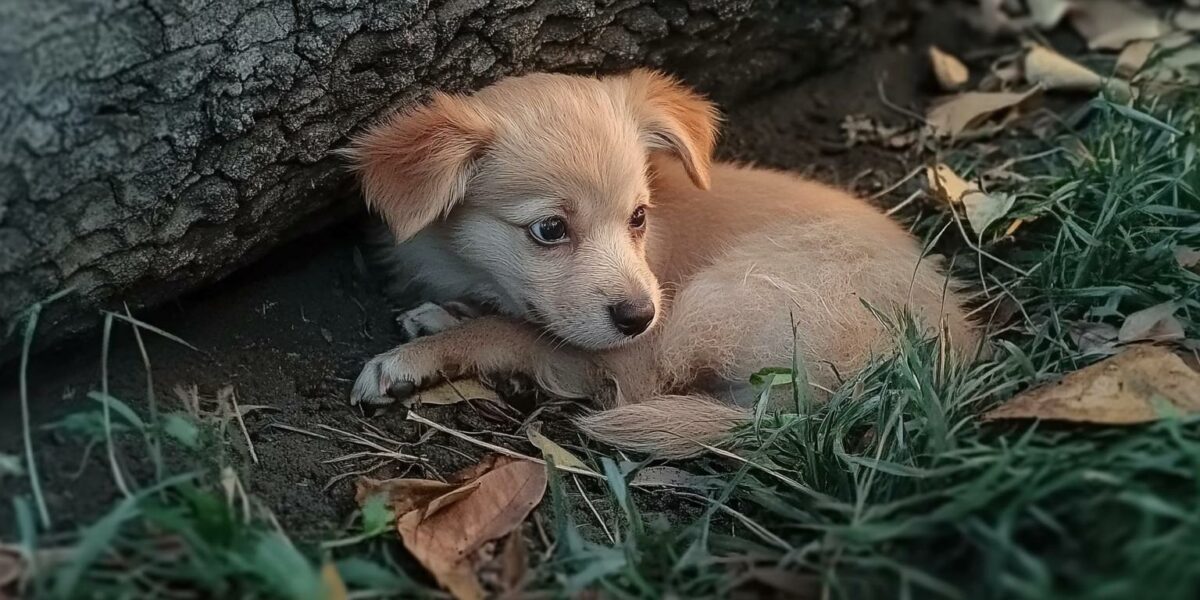 Tiny Puppy Left to Fend for Himself Finds a Miracle Under a Park Tree