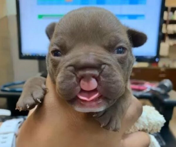 Tiny Puppy With Cleft Lip Abandoned, What Happened Next Will Melt Your Heart-1