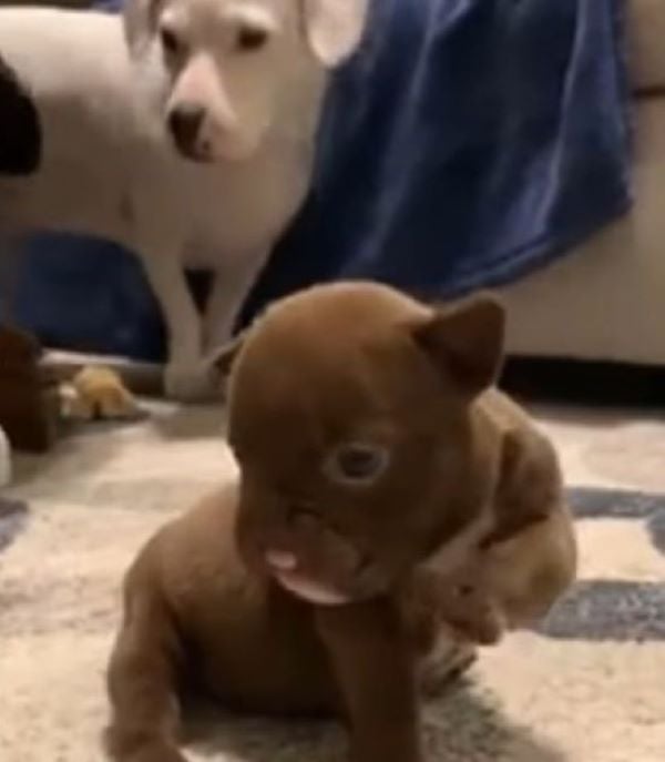 Tiny Puppy With Cleft Lip Abandoned, What Happened Next Will Melt Your Heart-1