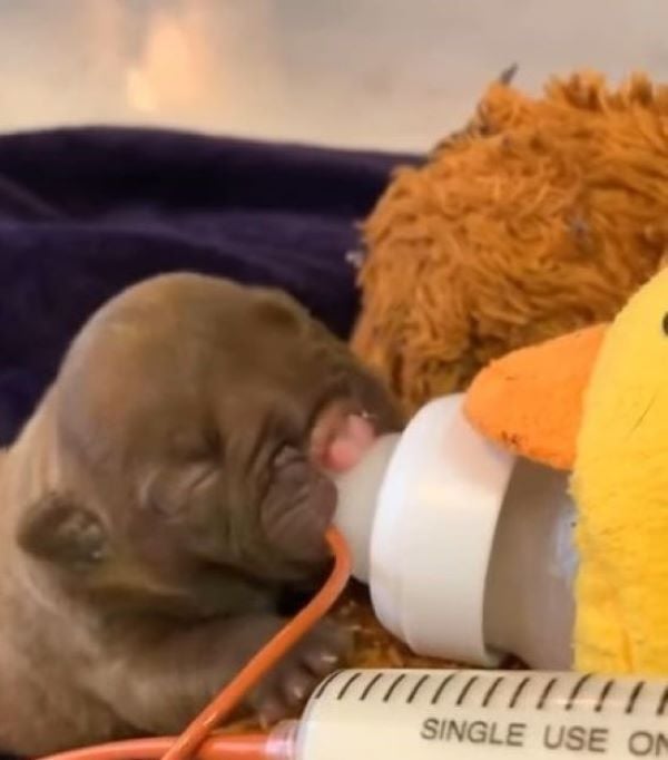 Tiny Puppy With Cleft Lip Abandoned, What Happened Next Will Melt Your Heart-1