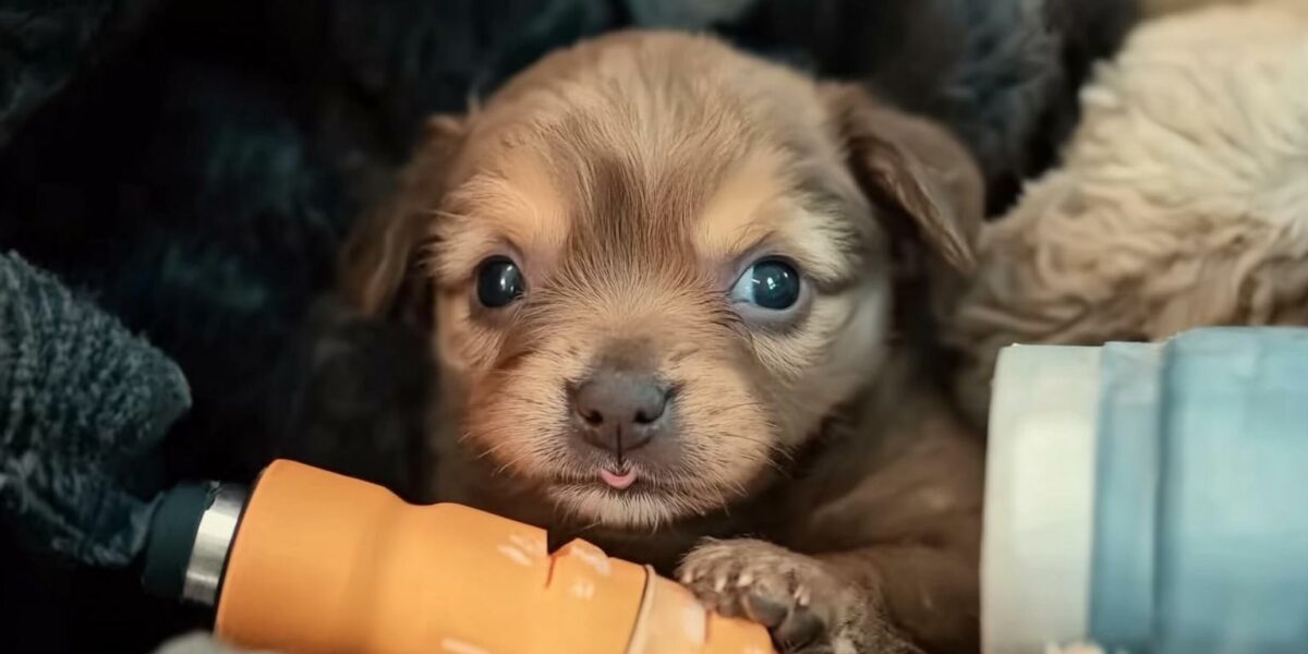 Tiny Puppy With Cleft Lip Abandoned, What Happened Next Will Melt Your Heart