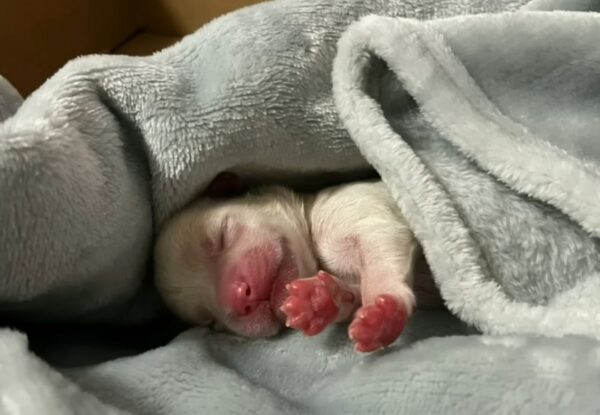 Tiny Puppy’s Heartbreaking Cry in the Rain Leads to Unbelievable Rescue-1