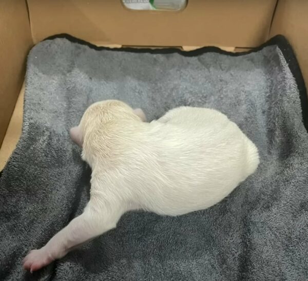 Tiny Puppy’s Heartbreaking Cry in the Rain Leads to Unbelievable Rescue-1