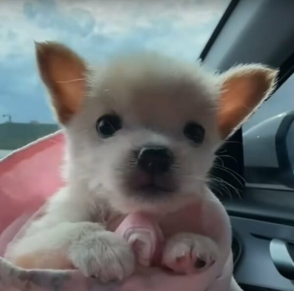 Tiny Puppy’s Heartbreaking Cry in the Rain Leads to Unbelievable Rescue-1