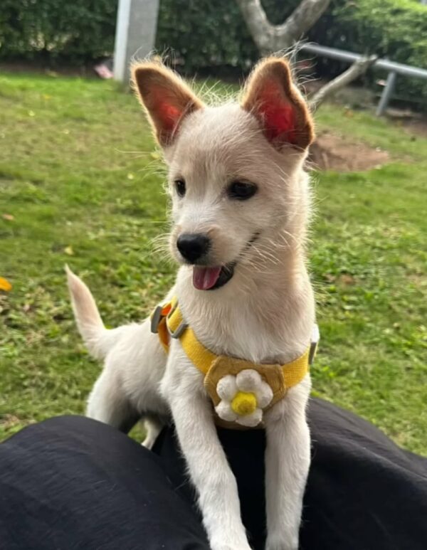 Tiny Puppy’s Heartbreaking Cry in the Rain Leads to Unbelievable Rescue-1