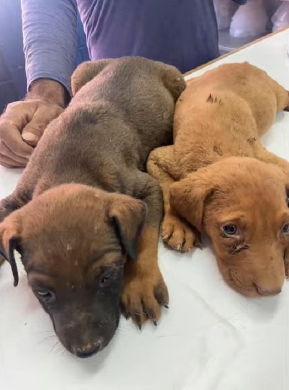 Two Terrified Puppies' Plea for Help Ignites an Unforgettable Journey-1