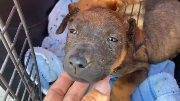 Two Terrified Puppies' Plea for Help Ignites an Unforgettable Journey-1