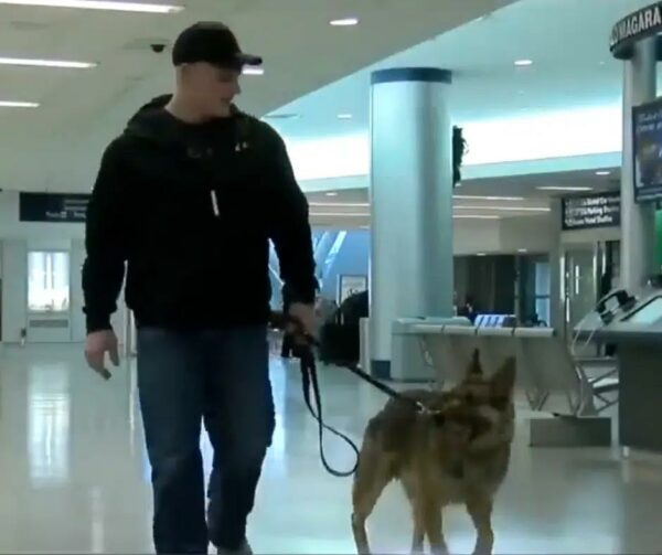 Unbreakable Bond: Military Dog and Handler's Tearful Reunion After Years Apart-1