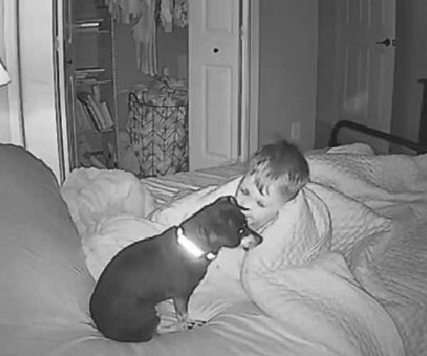 Watch This Adorable Dog-Toddler Moment That Will Melt Your Heart-1