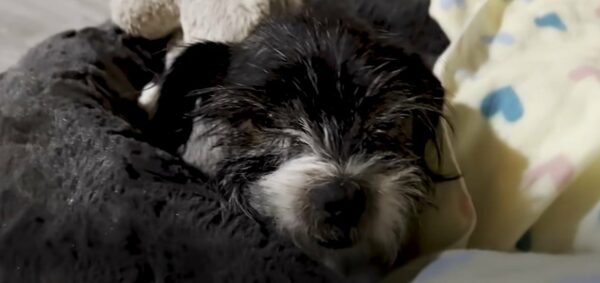 Watch What Happens When This Shivering Senior Dog Finally Finds Comfort-1