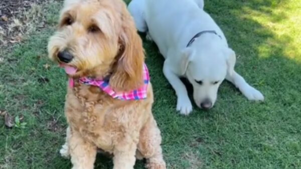 Witness the Heart-Tugging Reunion of a Goldendoodle and Her Best Pals After Months Apart-1