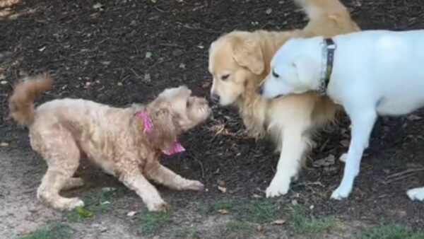 Witness the Heart-Tugging Reunion of a Goldendoodle and Her Best Pals After Months Apart-1