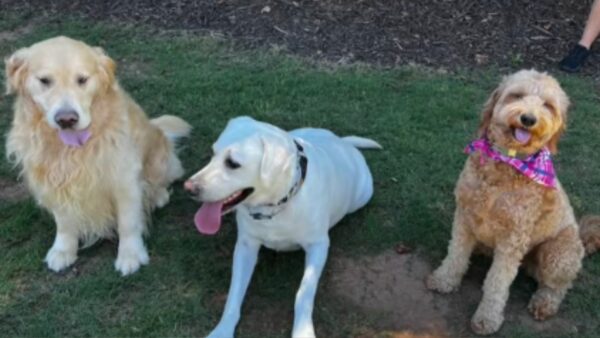 Witness the Heart-Tugging Reunion of a Goldendoodle and Her Best Pals After Months Apart-1