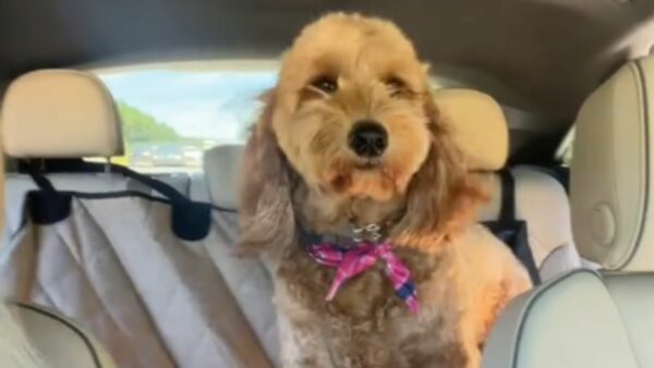 Witness the Heart-Tugging Reunion of a Goldendoodle and Her Best Pals After Months Apart-1