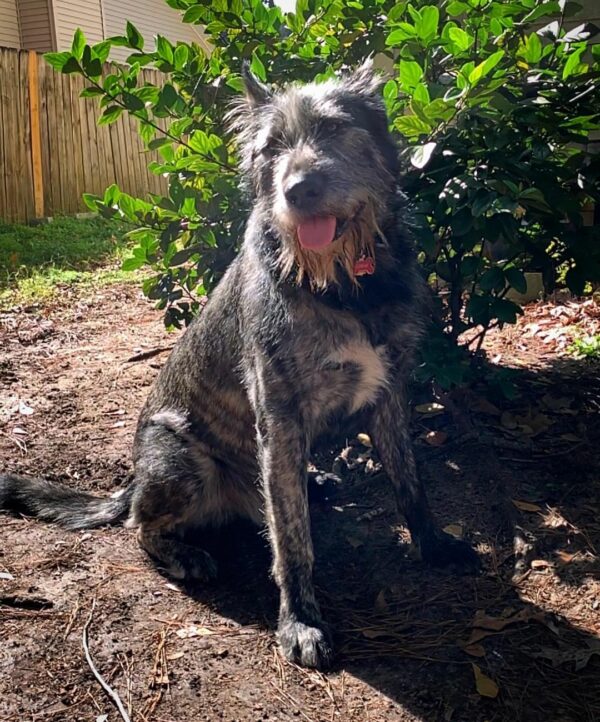 Witness the Unbelievable Transformation of This One-of-a-Kind Dog!-1