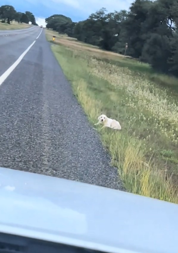 Woman's Unexpected Roadside Discovery Leads to Heartwarming Rescue Mission-1